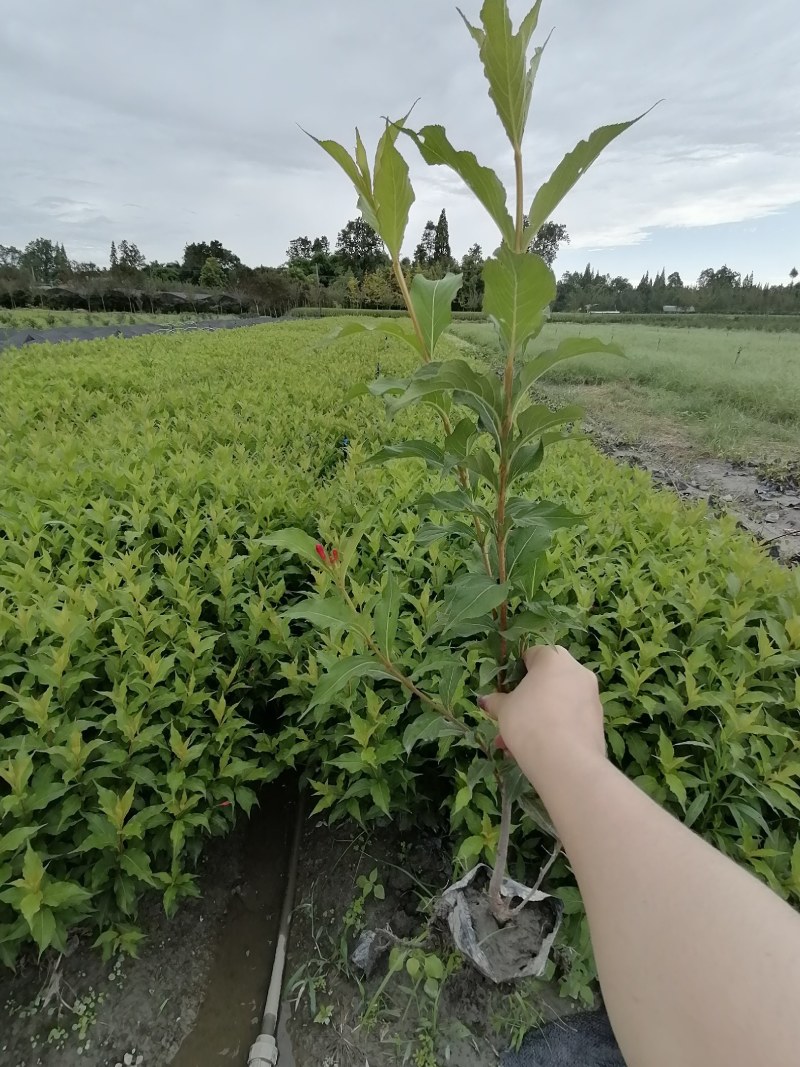 红王子锦带杯苗40-50高，10杯，工程用苗。