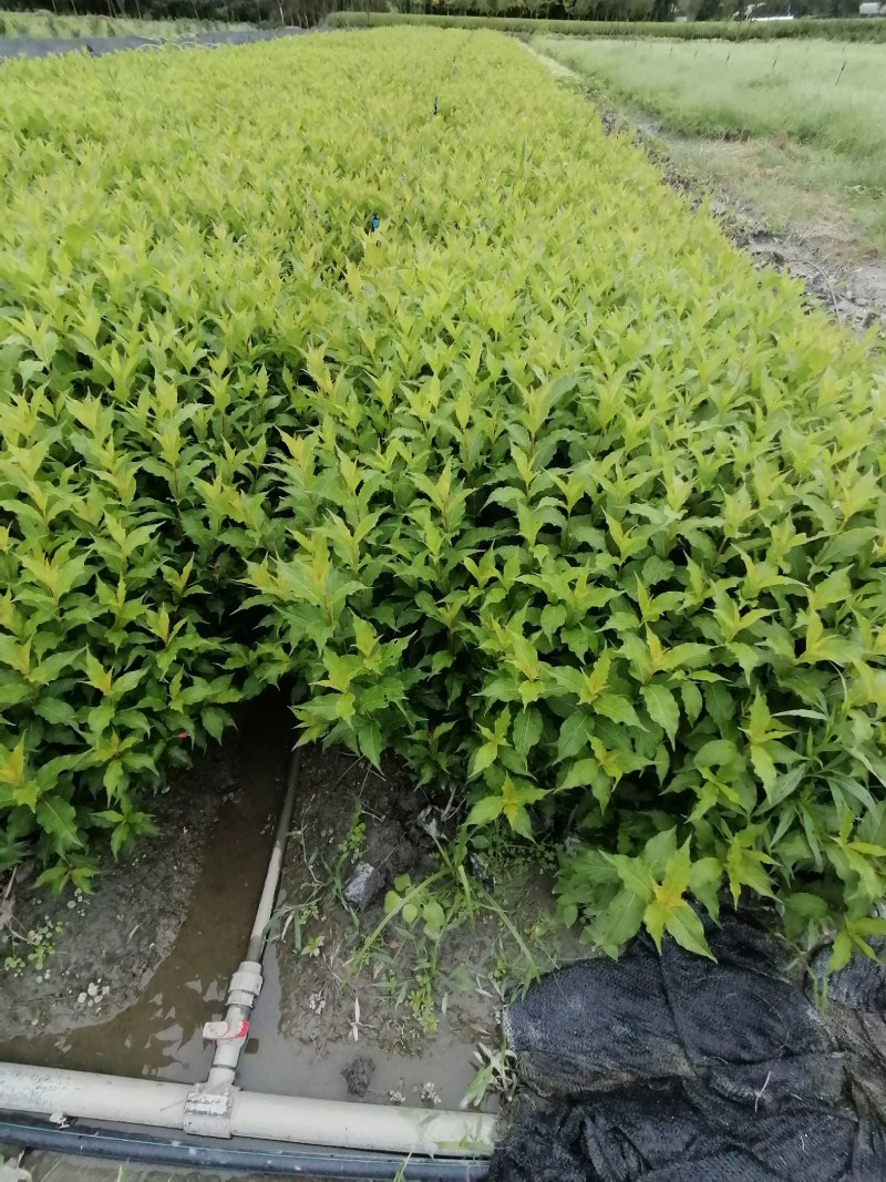 红王子锦带杯苗40-50高，10杯，工程用苗。