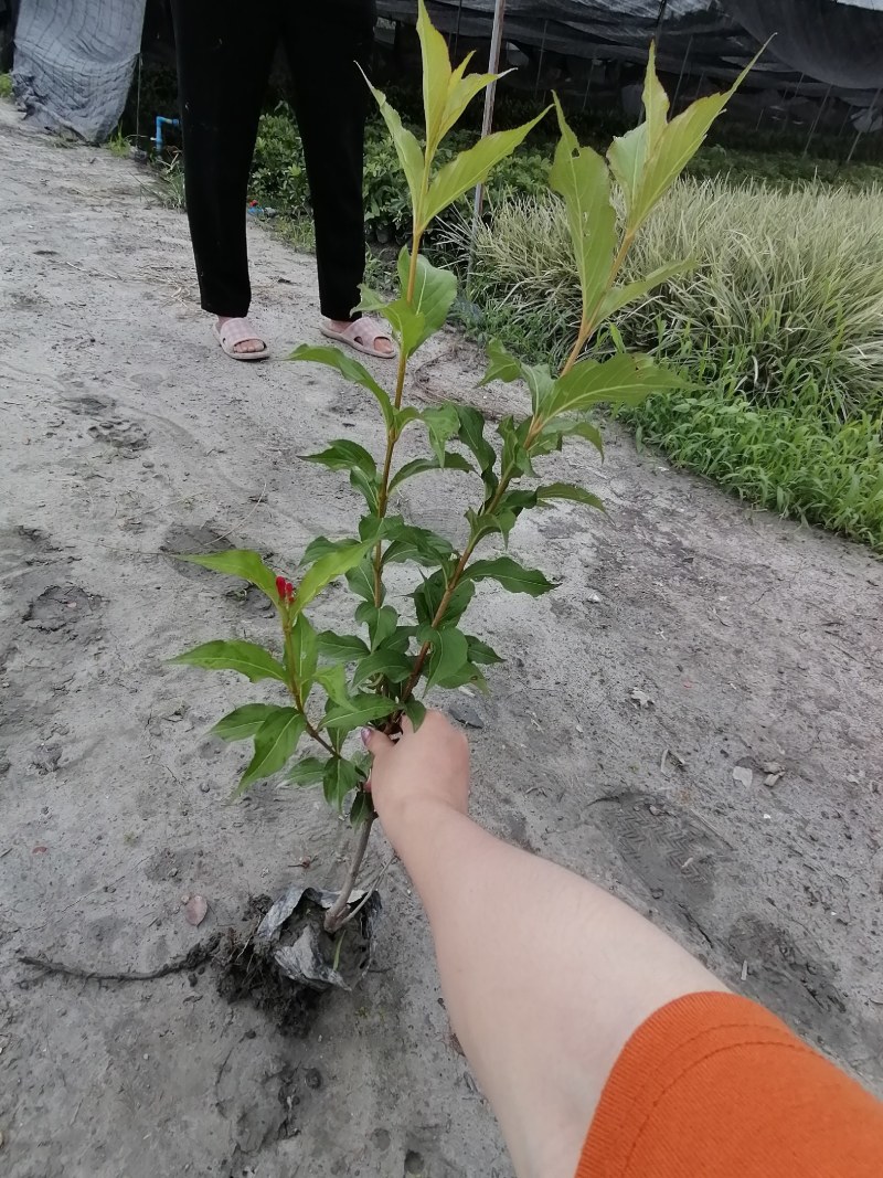 红王子锦带杯苗40-50高，10杯，工程用苗。