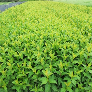 红王子锦带杯苗40-50高，10杯，工程用苗。