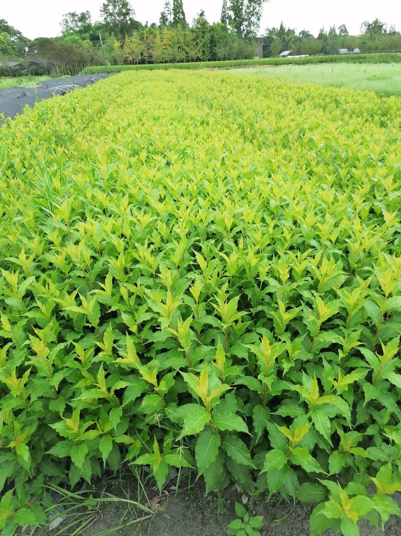 红王子锦带杯苗40-50高，10杯，工程用苗。