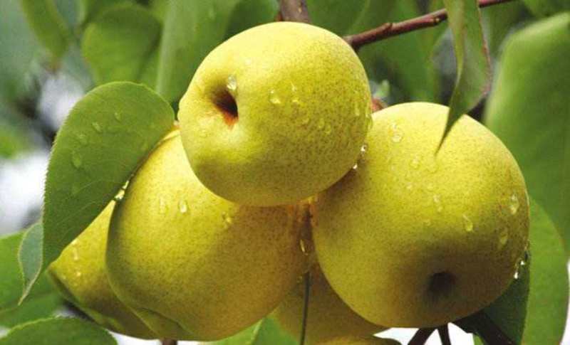 兰考砀山白酥梨色黄核可视频看货