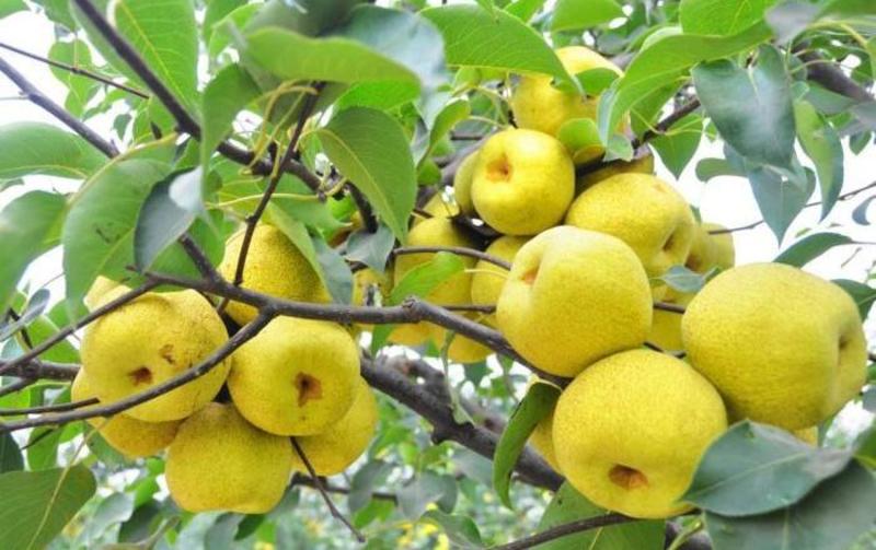 兰考砀山白酥梨色黄核可视频看货