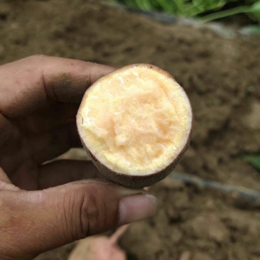 红薯新鲜出炉的龙薯九号