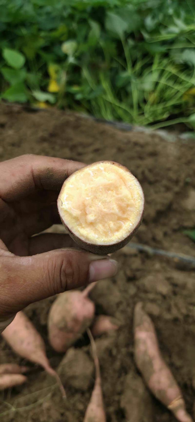 红薯新鲜出炉的龙薯九号