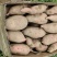 红薯新鲜出炉的龙薯九号