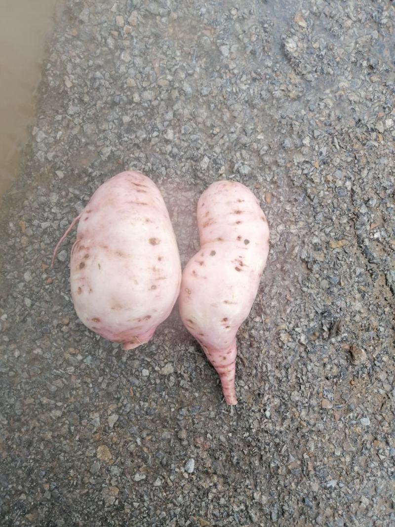 薯类种植基地大量红暑供应