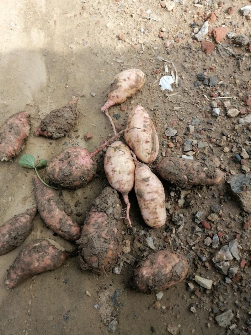 薯类种植基地大量红暑供应