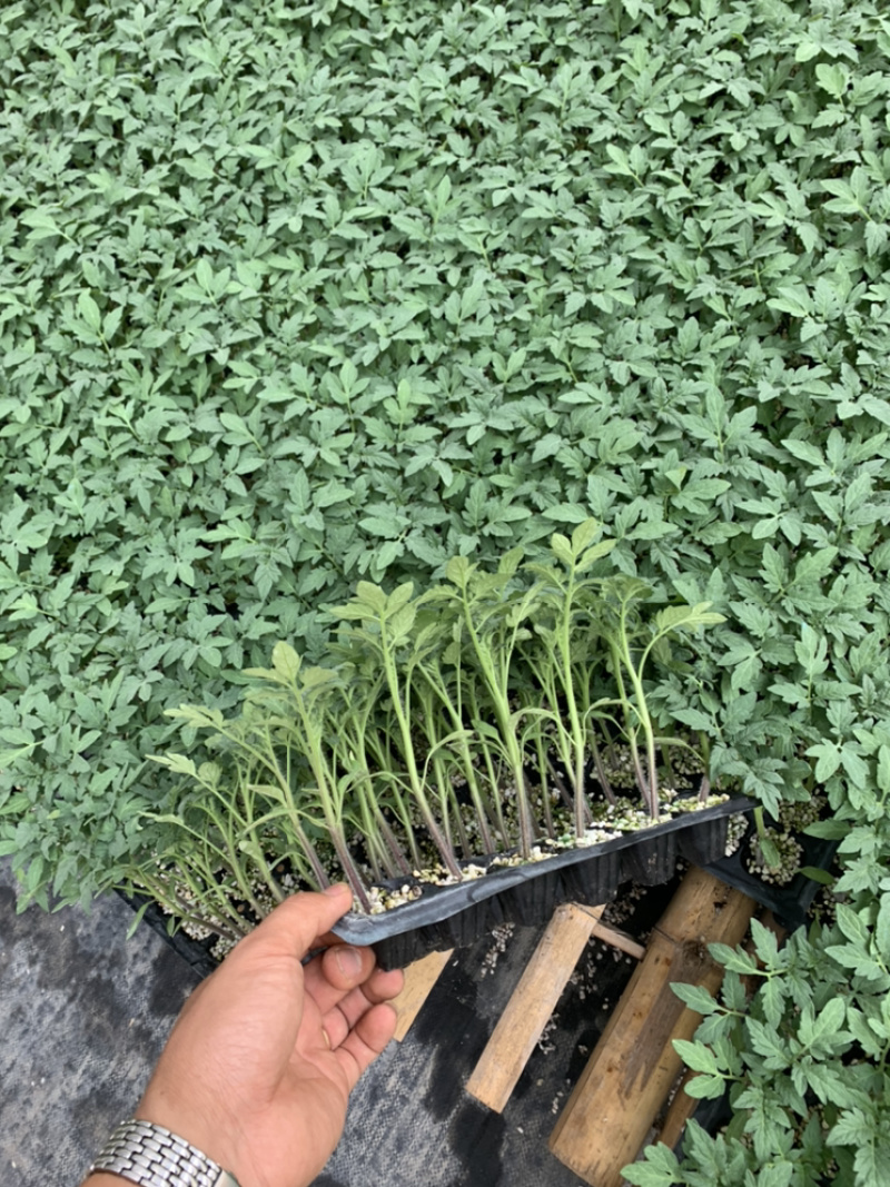 口感番茄苗，有种，有苗，优惠多多