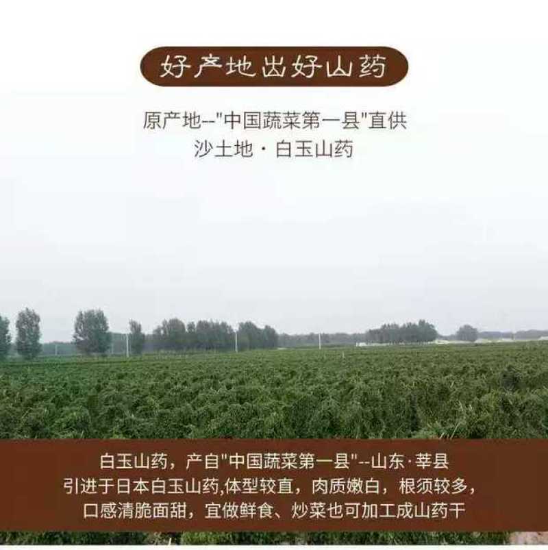 山东莘县山药小镇，新鲜出炉的白玉山药即将隆重上市！