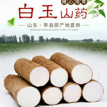 山东莘县山药小镇，新鲜出炉的白玉山药即将隆重上市！