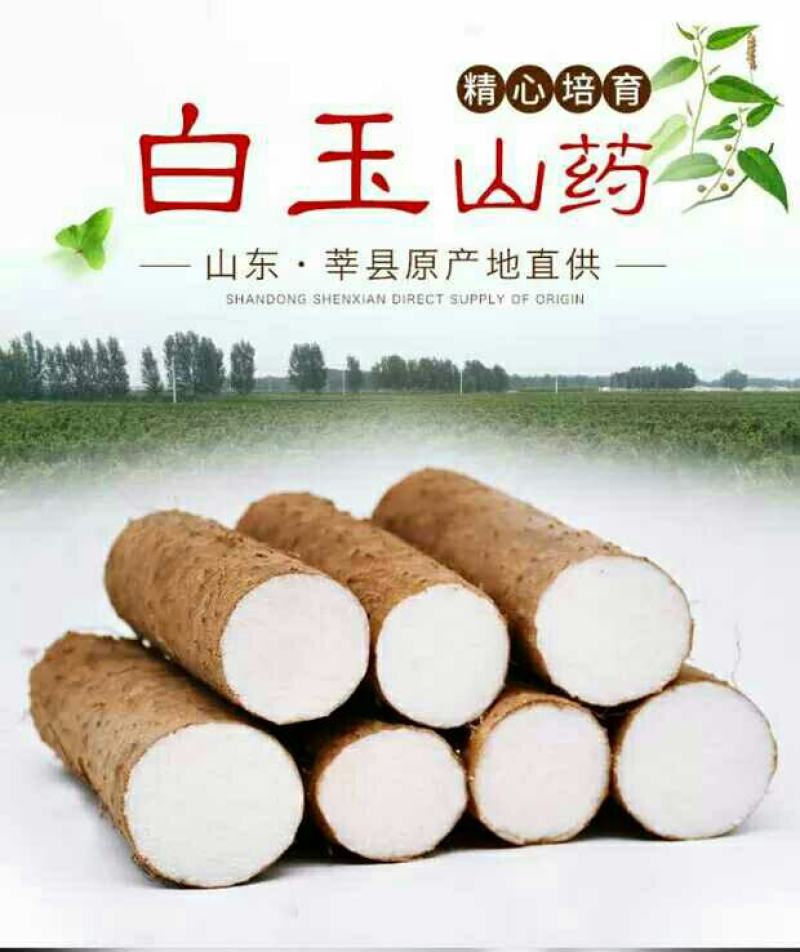 山东莘县山药小镇，新鲜出炉的白玉山药即将隆重上市！