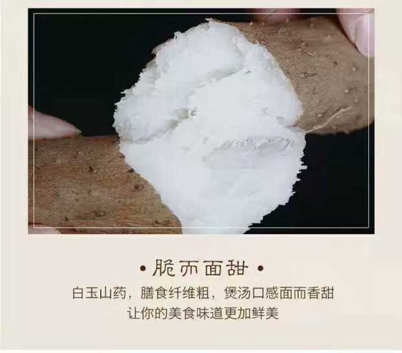 山东莘县山药小镇，新鲜出炉的白玉山药即将隆重上市！