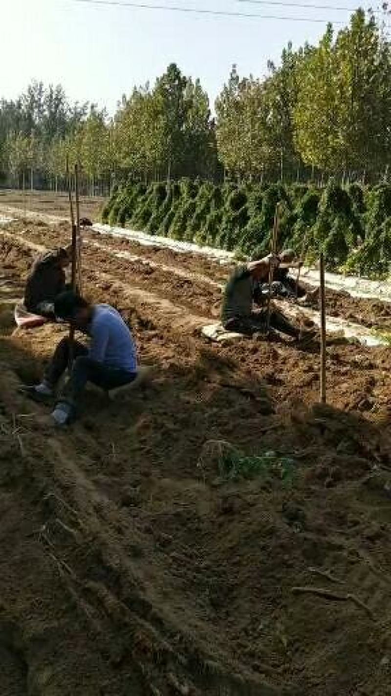 山东莘县山药小镇，新鲜出炉的白玉山药即将隆重上市！