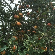 美八苹果上市了要的联系