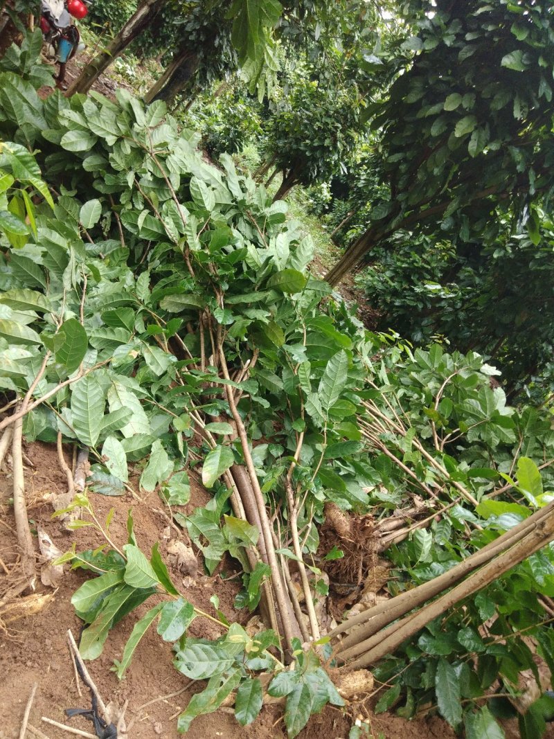 萍婆树六旺树风景树苗木1万颗
