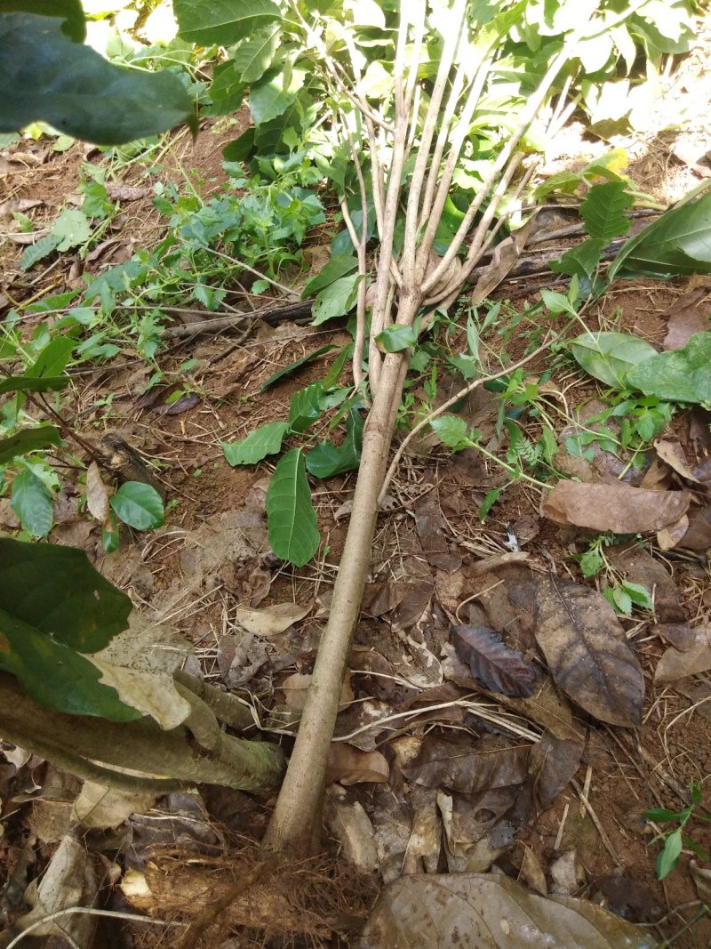 萍婆树六旺树风景树苗木1万颗