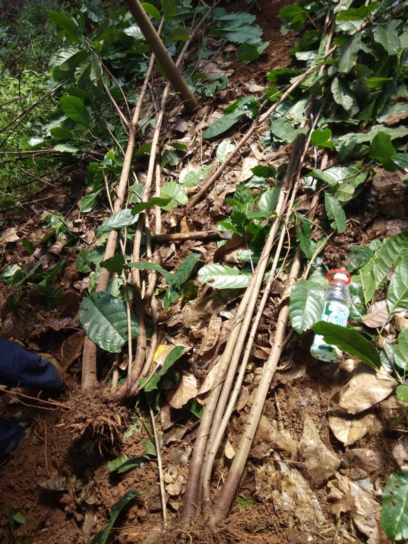 萍婆树六旺树风景树苗木1万颗