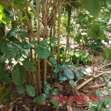 萍婆树六旺树风景树苗木1万颗
