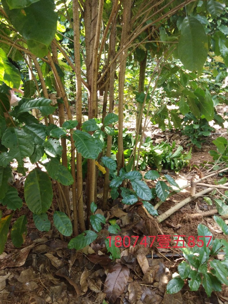 萍婆树六旺树风景树苗木1万颗