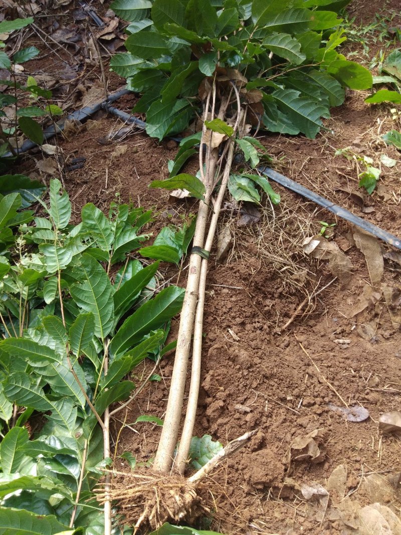 萍婆树六旺树风景树苗木1万颗