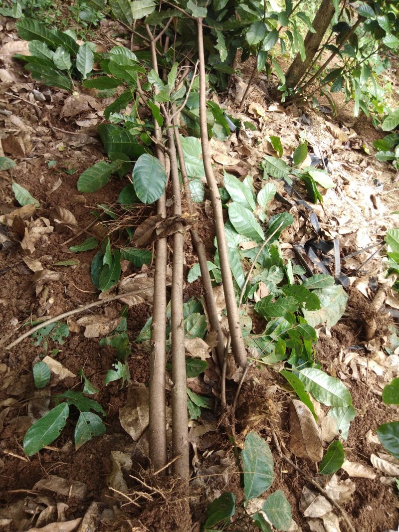 萍婆树六旺树风景树苗木1万颗