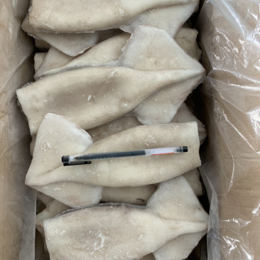 各种规格阿根廷单冻鱿鱼筒