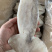 各种规格阿根廷单冻鱿鱼筒