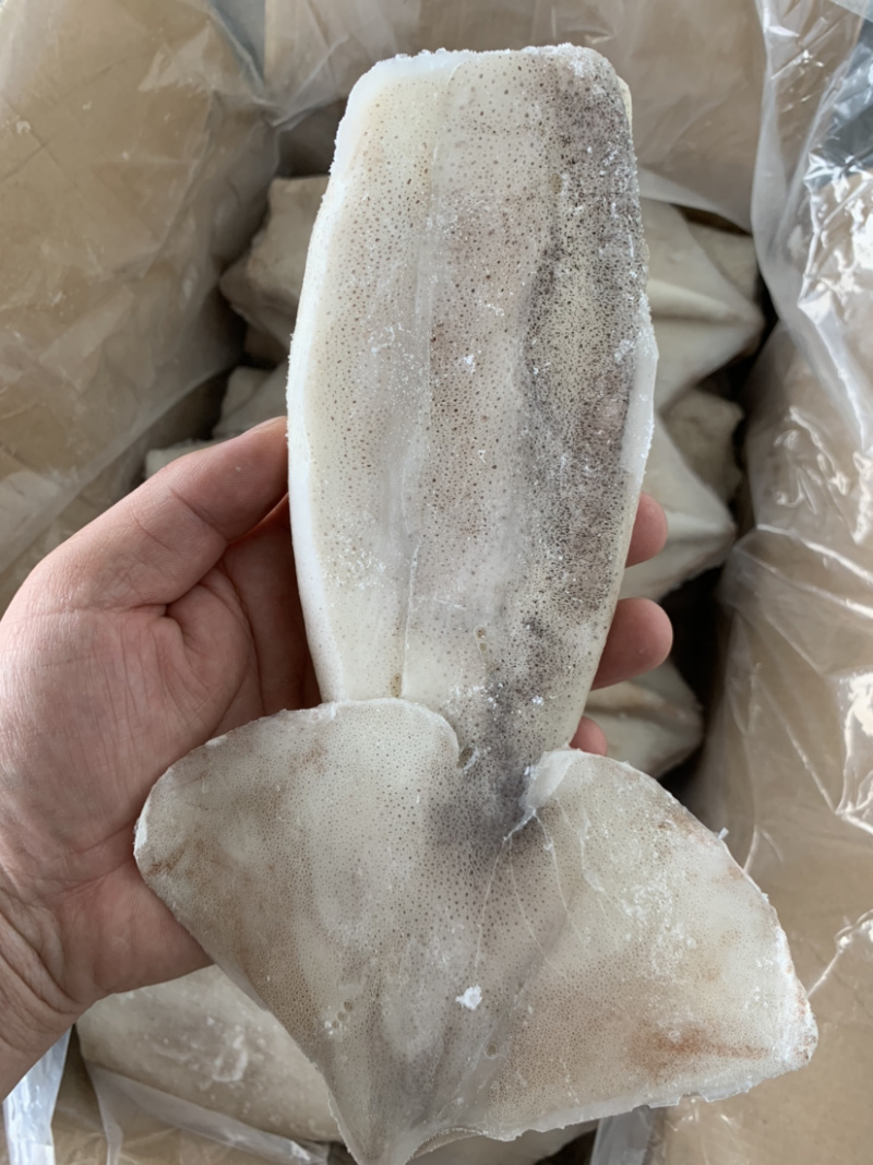 各种规格阿根廷单冻鱿鱼筒