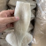 各种规格阿根廷单冻鱿鱼筒