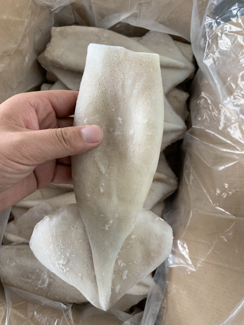各种规格阿根廷单冻鱿鱼筒