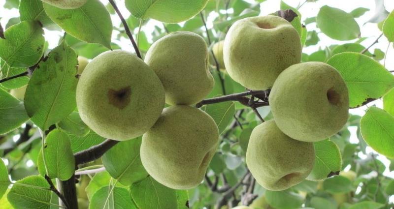 兰考白酥梨自家种植，管理60多年的老树大量上市
