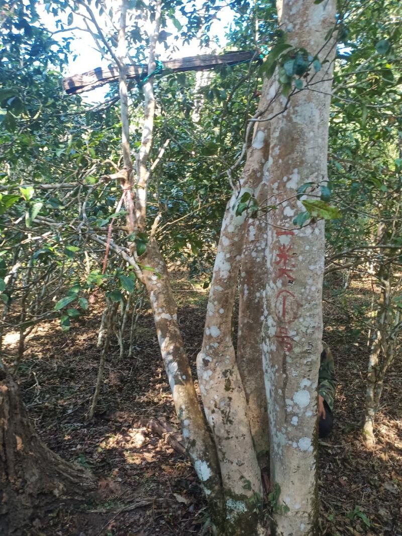 生态古茶树高杆、单株