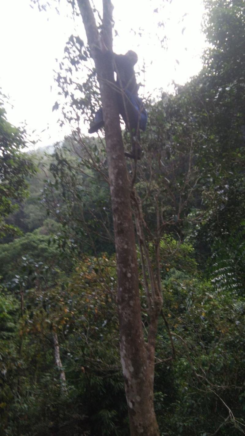 生态古茶树高杆、单株