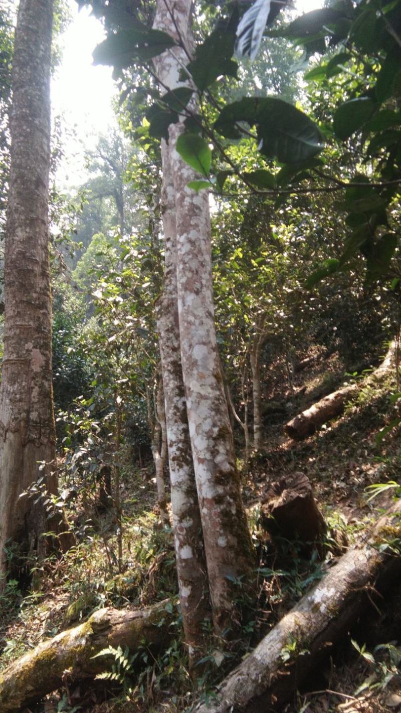 生态古茶树高杆、单株