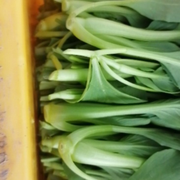 鸡毛菜长期有货，新鲜嫩