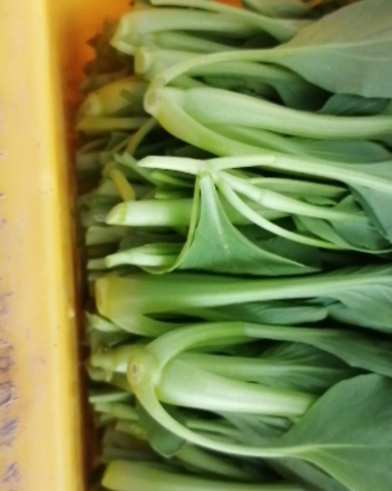 鸡毛菜长期有货，新鲜嫩