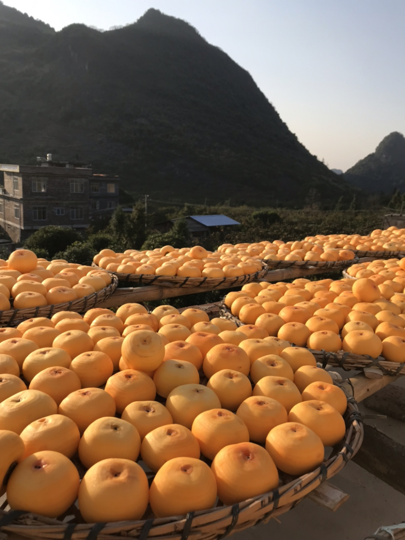 2026包邮原汁原味广西农家柿饼一件代发边晒边卖一级品质