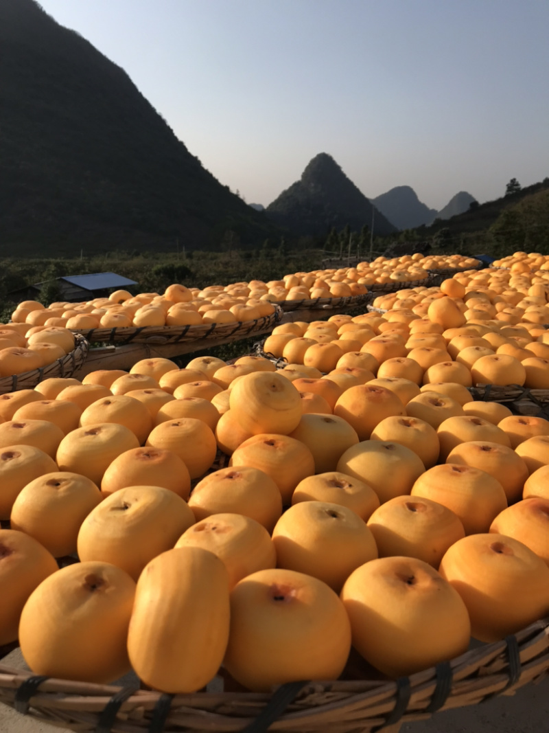2026包邮原汁原味广西农家柿饼一件代发边晒边卖一级品质