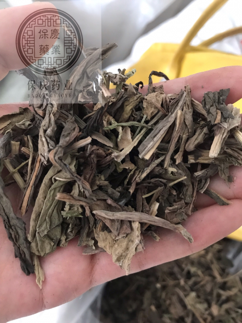 大青叶保庆药业批发大青叶实物拍摄大青叶