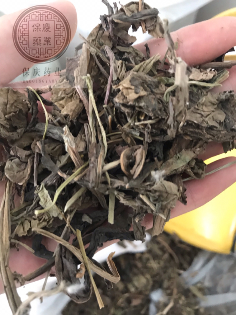 大青叶保庆药业批发大青叶实物拍摄大青叶