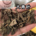 大青叶保庆药业批发大青叶实物拍摄大青叶