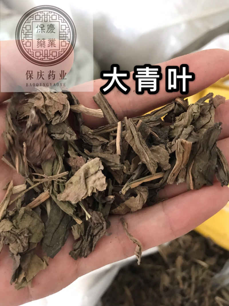 大青叶保庆药业批发大青叶实物拍摄大青叶