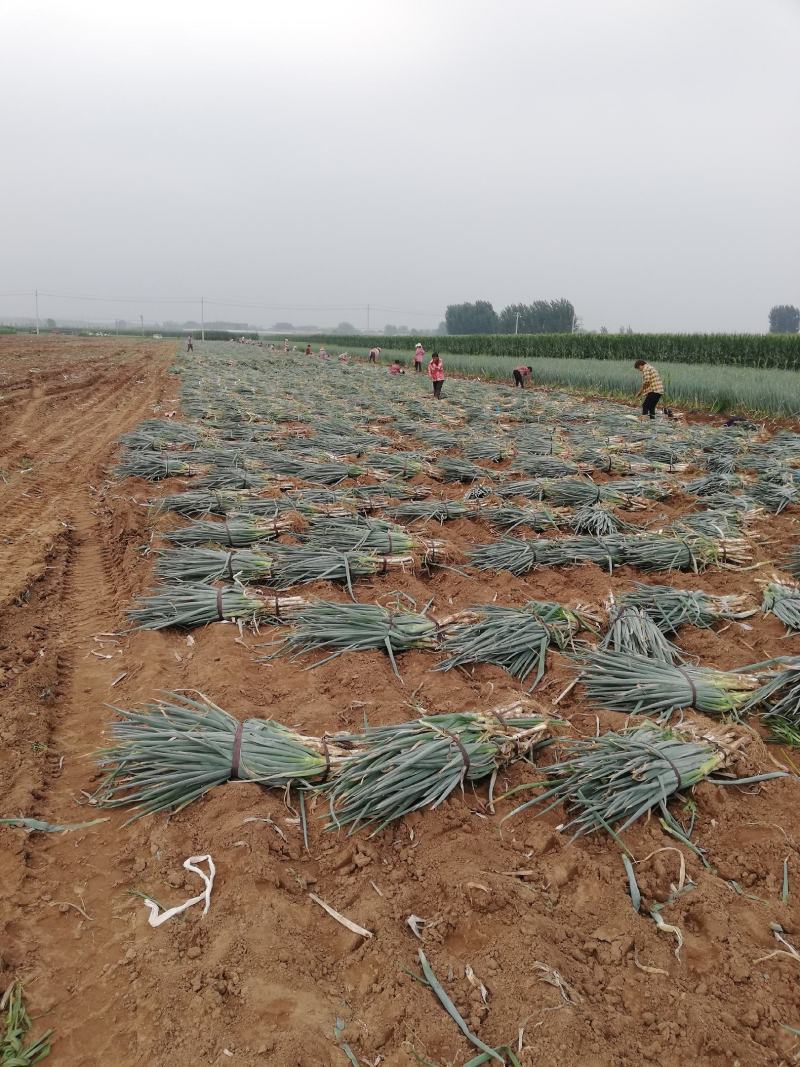 精品基地钢葱大量上市了，欢迎采购，代发全国