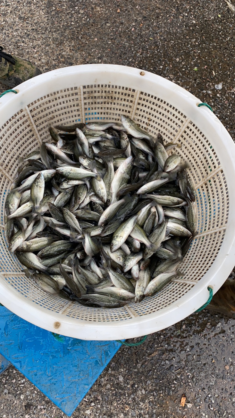 加州鲈鱼苗大小规格都有