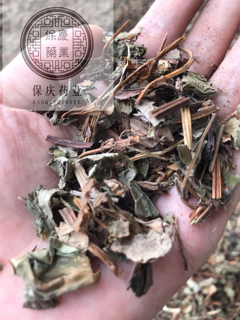 鱼腥草保庆药业批发鱼腥草实物拍摄！发货如图！