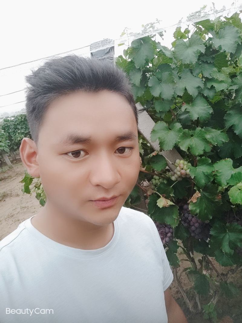 山西临汾巨峰葡萄批发刚开园需要的客户抓紧时间联系
