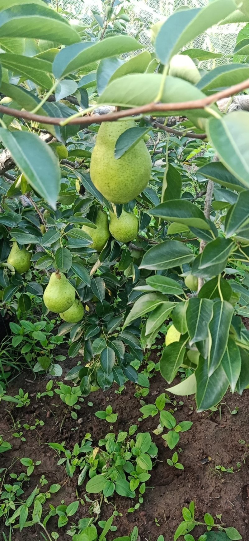 葫芦梨，洋梨，大头梨