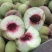 山东潍坊二老板密离核毛桃大量上市，实力代办代收，诚信合作