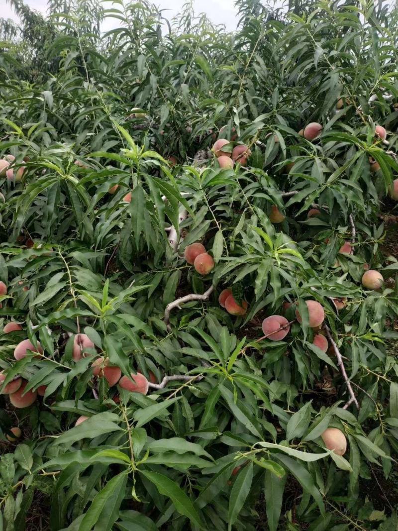 山东潍坊二老板密离核毛桃大量上市，实力代办代收，诚信合作